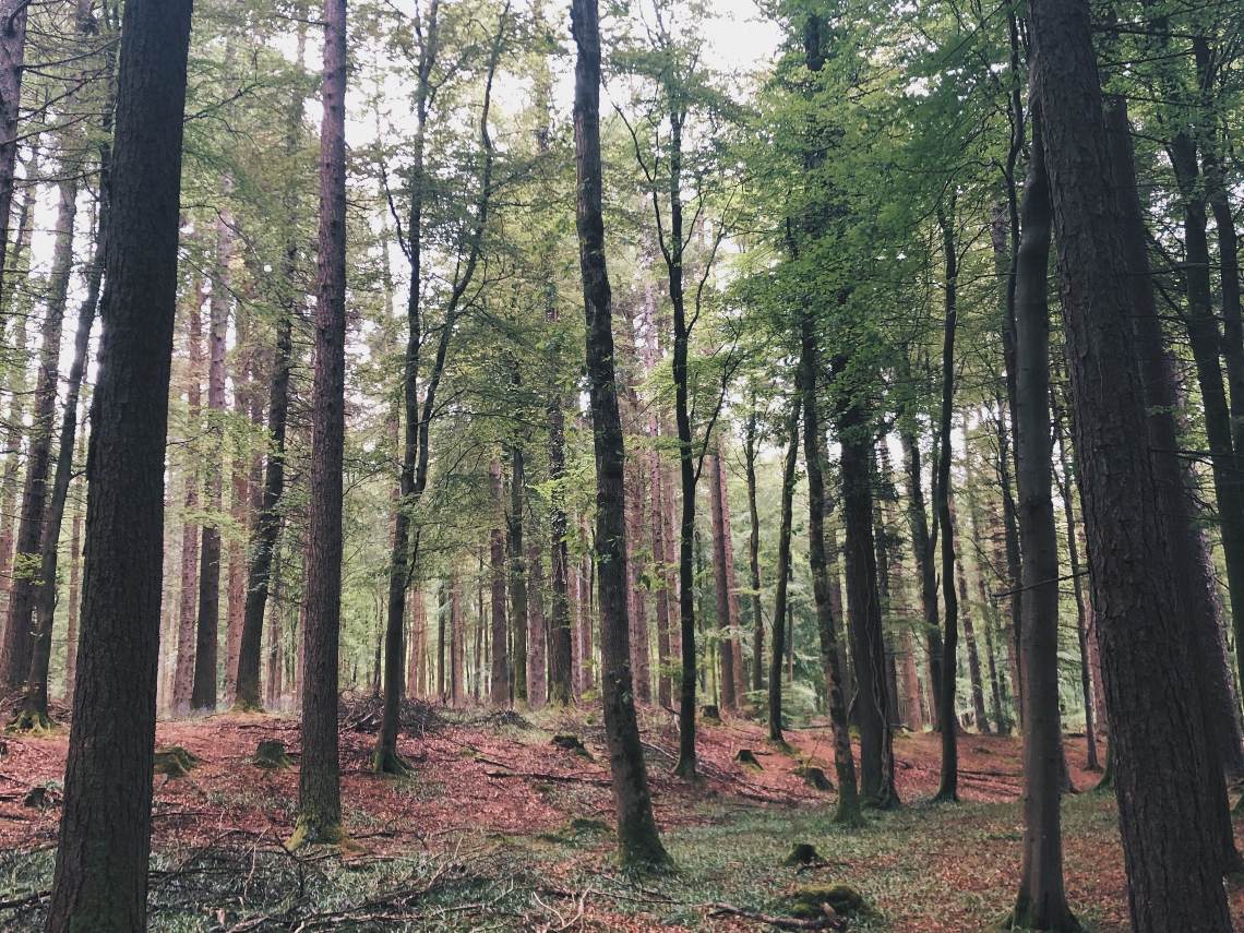 Trees in Tollymore Forest Park